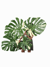 Monstera Thai Constellation XXL